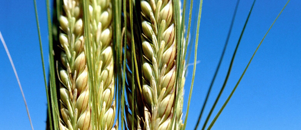 Estamos al lado de los agricultores para que la matería prima sea de altísima calidad.