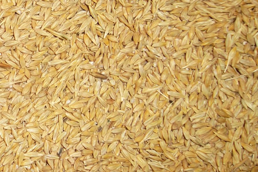 Cebada en grano