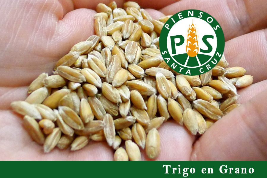 Trigo en Grano