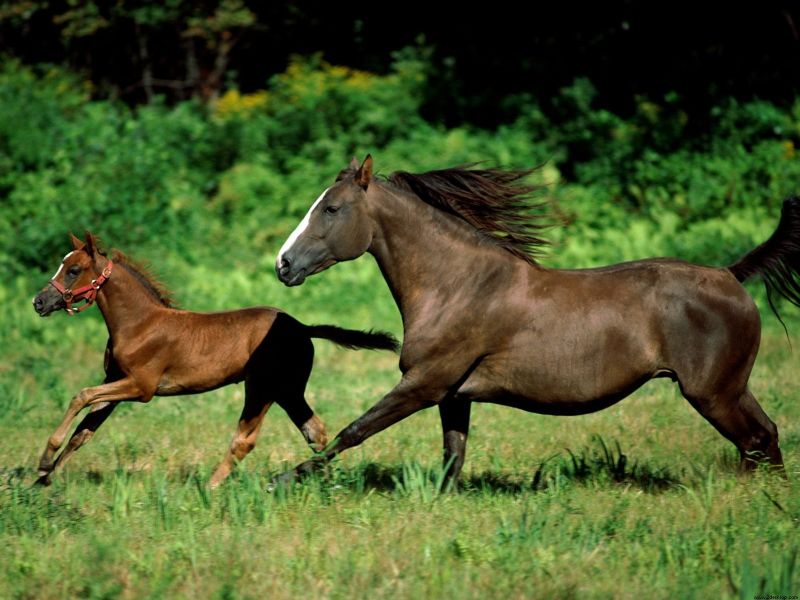 Potro corriendo con yegua